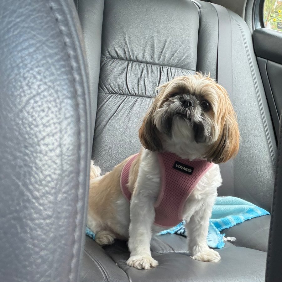 Lola in a pink harness, sitting up on the back seat of a car and looking at the camera