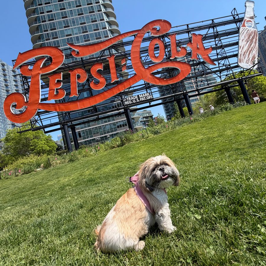 The real Lola in a pink harness, sitting on the grass in front of the big red Pepsi-Cola sign and tall New York City buildings