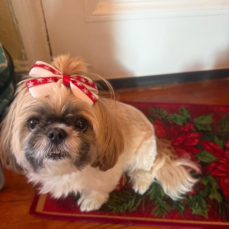 The real Lola, a Shih Tzu with big brown eyes, wearing a red and white snowflake bow and sitting on a red poinsettia mat
